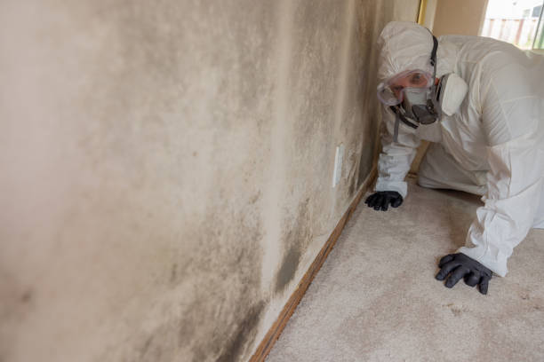 Best Water Damage & Mold Remediation in USA